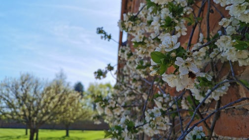 A cherry tree with blossom climbing a red brick wall in the orchard at Dudmaston Hall